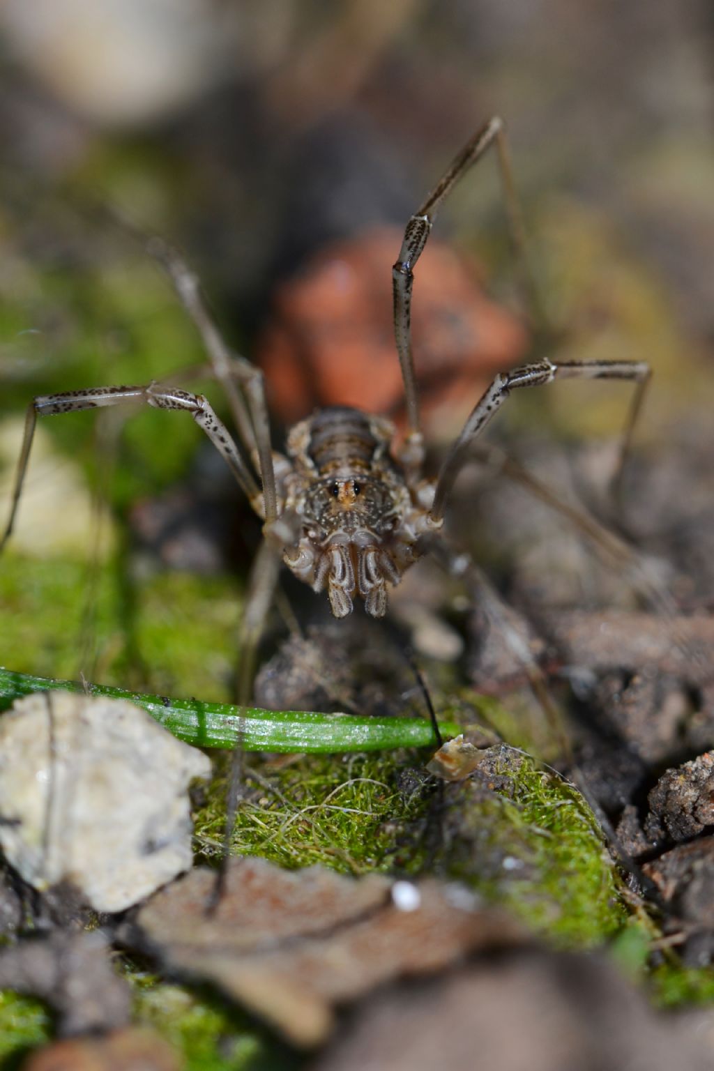 Opilionide da identificare